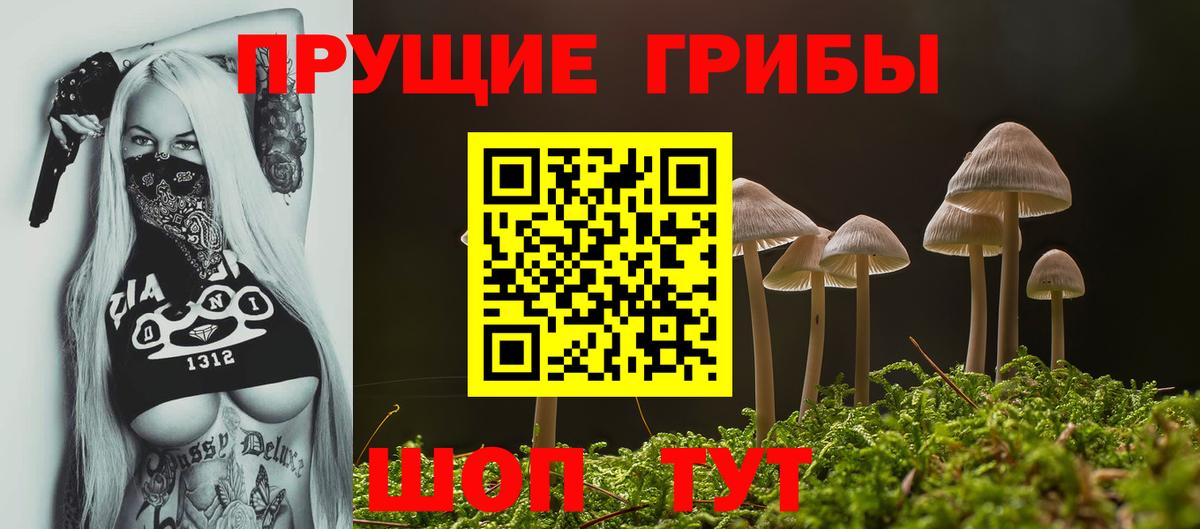 Псилоцибиновые грибы Psilocybe Губкинский